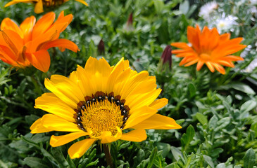 yellow flower in the garden
