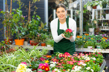flower shop worker inspects flowers in pots. Woman florist took small pot of primrose