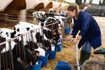 Focused skilled young female farmer engaged in cow breeding, caring for small calves in open stall,...