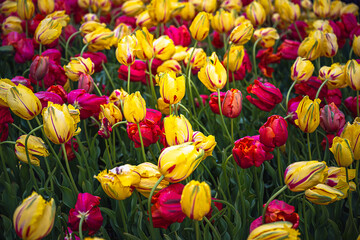 2024-04-26 MULTI PLE MULTI COLORED RED AND YELLOW GARDEN TULIPS STANDING TALL AND LEANING INTHE FRAME WITH VIBRANT COLORS AT THE SKAGIT VALLEY TULIP FESTIVAL IN WASHINGTON STATE