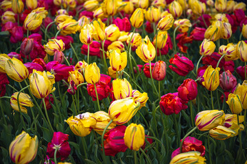 2024-04-26 MULTI PLE MULTI COLORED RED AND YELLOW GARDEN TULIPS STANDING TALL AND LEANING INTHE...