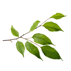 Obraz premium Green plant leaves on a branch on transparent background.