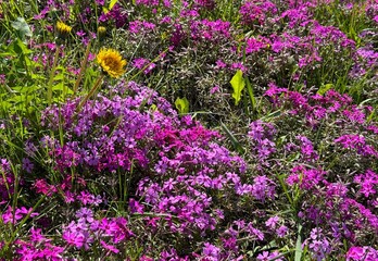 Wild flowers in meadow grass.