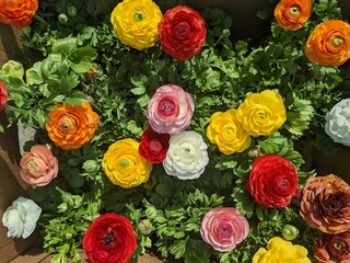 Vibrant assortment of ranunculus flowers blooming in lush garden during springtime