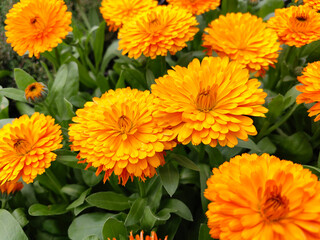 orange chrysanthemum flower