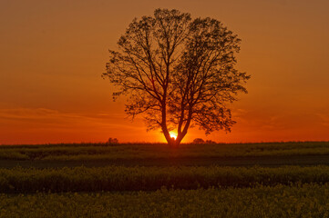 Fototapeta na wymiar Sunset and a lonely tree in the fields. Natural background.