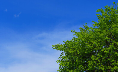 Obraz premium Green leaves of a linden tree against the blue sky