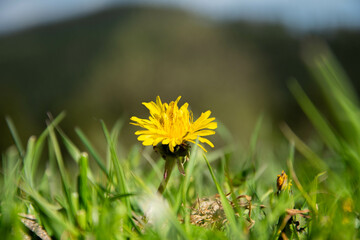 Mlecz. Kwiatek na trawie z rozmazanym tłem. © Aleksander