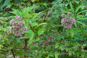 Eutrochium fistulosum, joe pye weed., purple thoroughwort. Large pinkish-purple flower domes, whorled leaves, and purplish stems. Native to the eastern and the midwest United States.