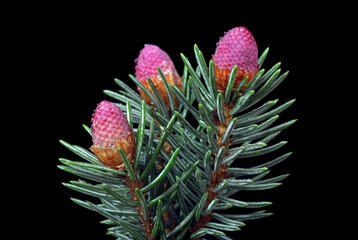 blooming spruce branches with a purple cones isolated on black. spruce blossom in spring