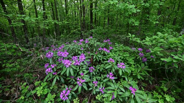  Rhododendron ponticum, called common rhododendron or pontic rhododendron, is a species of Rhododendron native  plant in Turkiye.