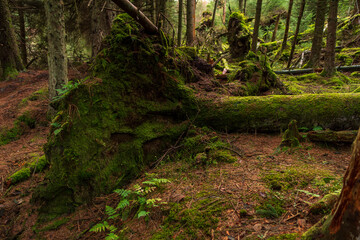 Majestic old tree covered in moss and illuminated by sunlight in moody, deep dark forest. Selective...