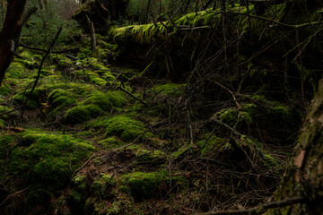Mossy wood in Ireland. Majestic old tree covered in moss and illuminated by sunlight in moody, deep...