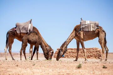 Two dromedaries with saddles in Morocco