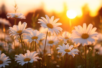 Close-up of white daisy blooms in a field on the setting sun