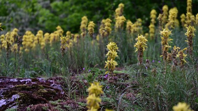 Asphodeline lutea commonly called king's spear, is a rhizomatous perennial that is native to Turkiye. Asphodeline lutea blooms in the Igneada floodplain forest in spring. Turkey. 2024.	
