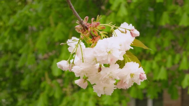 Happy young mother and her daughter walk in blooming spring garden. Ukraine.