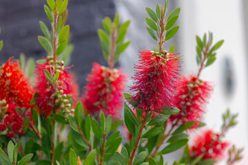Selective focus shrubs of red puffy flower with green leaves in garden, Melaleuca rugulosa or...
