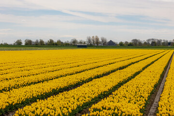 Row or line yellow of tulip field in the countryside farm with blue sky and white cloud, Tulips are plants of the genus Tulipa, Spring-blooming perennial herbaceous bulbiferous geophytes, Netherlands.