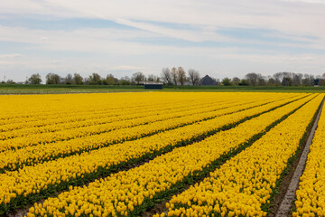 Row or line yellow of tulip field in the countryside farm with blue sky and white cloud, Tulips are plants of the genus Tulipa, Spring-blooming perennial herbaceous bulbiferous geophytes, Netherlands.