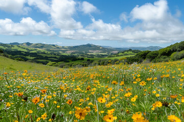 Fototapeta premium A panoramic view of a flower-filled meadow, with rolling hills in the distance.