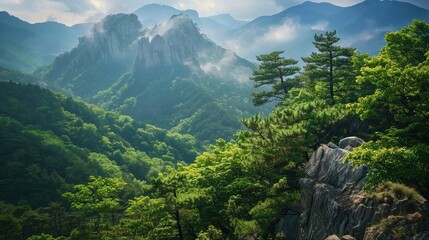 Naklejka premium Summer mountain forest in south korea