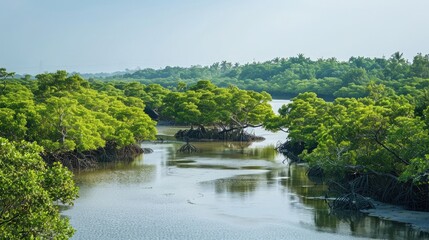 Fototapeta na wymiar Sundarbans mangrove forest river trees sky view