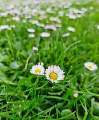 Desenfoque floral en un campo en el norte de España