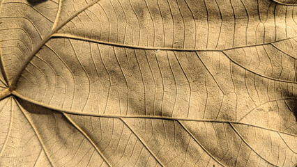 Macro view of dry leaf texture background in brown