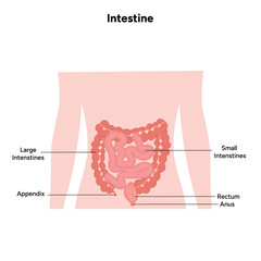 The large intestine anatomy, intensive diagram 