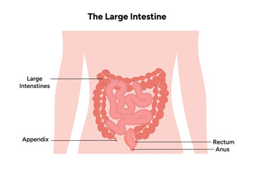 The large intestine anatomy - obrazy, fototapety, plakaty