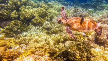 A Sea Turtle eating a jelly fish on the Great Barrier Reef, Australia