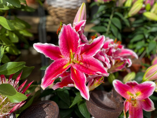 Vibrant pink Tiger Lilies Stargazer lilies flowers in blooming summer garden high angle view,...