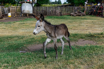 Donkey newborn baby in farm, Argentine Countryside