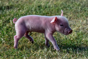 Piglet newborn baby, in farm landscape.