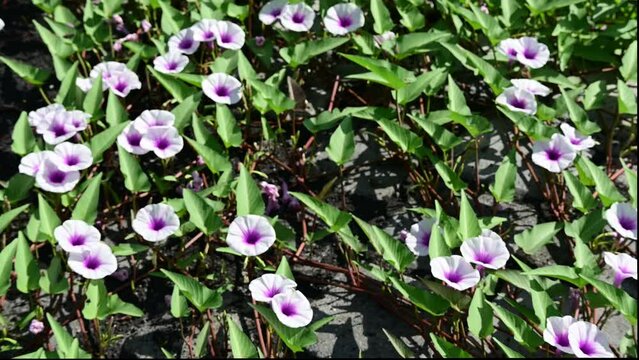 Wild Potato Vine (Ipomoea pandurata) white and purple flower, selected focus blurred background