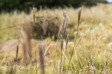 Fototapeta premium Wild flowers in semi desertic environment, Calden forest, La Pampa Argentina