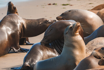 Sea lions bask on a sandy beach, one enjoys the sun's warmth. Social, sleek mammals by the ocean on...