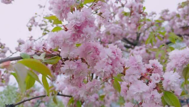 Blooming flowers sakura tree in spring