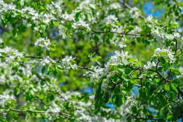 A tree with many white flowers is in full bloom. The sky is blue and clear, and the sun is shining brightly. springtime background