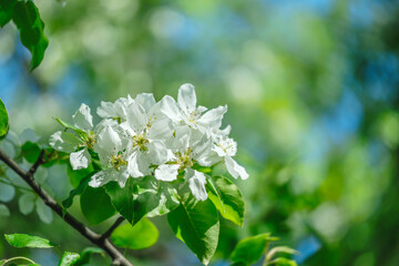 A tree with white bird cherry flowers is in the foreground of a blue sky. The sky is clear and...