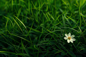 A solitary flower in a sea of green grass.