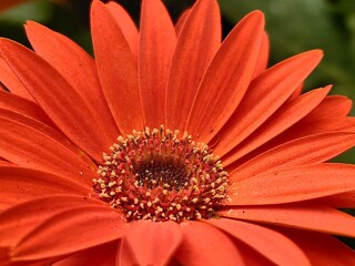 red gerber daisy