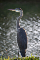 great blue heron calmly looking over the water