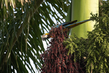 Wild macaw snacking on palm tree nuts