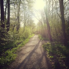 Fototapeta premium path in the forest