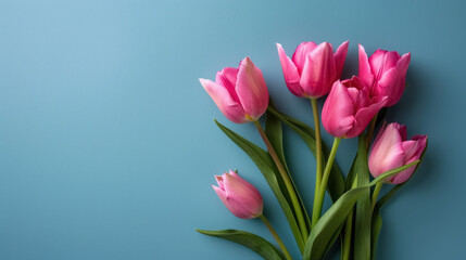 Fototapeta premium elegant pink tulips for the mother's day on soft blue background, with copy space for text