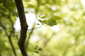 Brote de rama y hojas en primer plano y fondo desenfocado, naturaleza zen