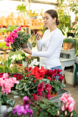 Woman scanning qr-code on potted cyclamen in container garden shop