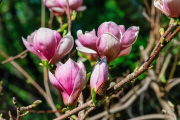 Pink magnolia flowers in full bloom on a branch with blurred background